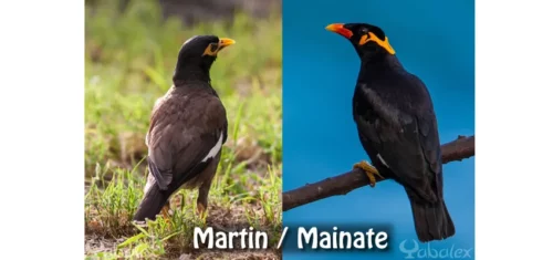 martin triste et mainate religieux