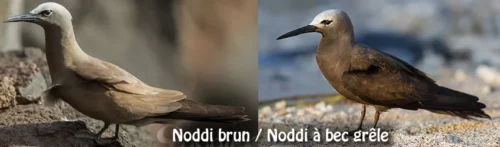 noddi brun et noddi à bec grêle