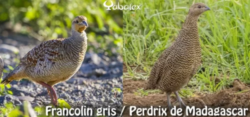 Francolin gris vs Perdrix de Madagascar
