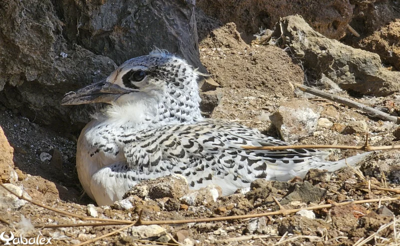 juvénile paille-en-queue - Yabalex