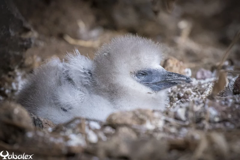 poussin Phaethon rubricauda - Yabalex