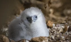 paille-en-queue à brin rouge nidification à La Réunion - Yabalex