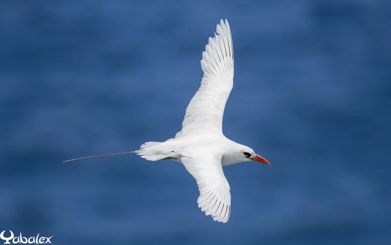 paille-en-queue à brins rouges à La Réunion - Yabalex