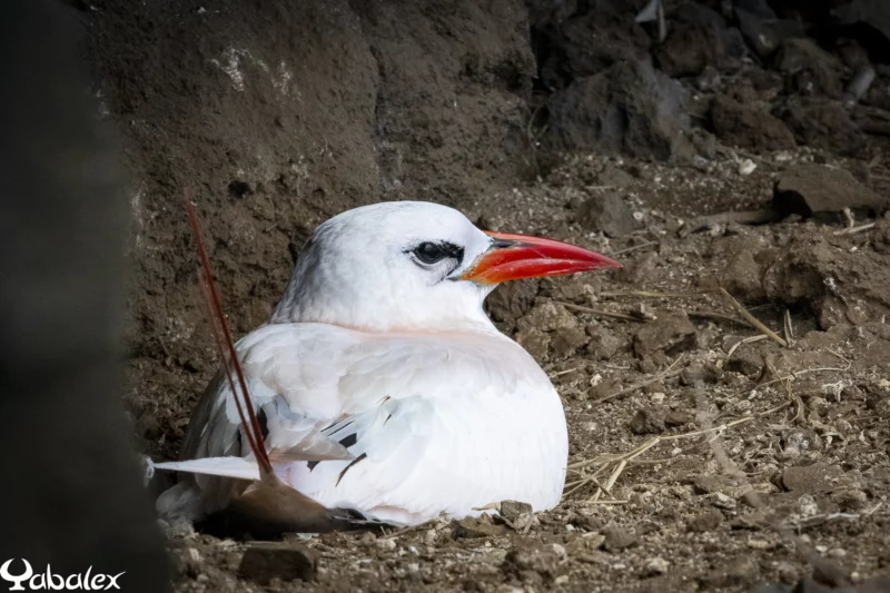 paille-en-queue à brins rouges (Phaethon rubricauda)
