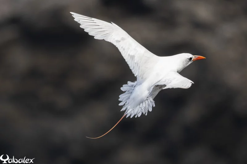 Phaethon rubricauda - yabalex