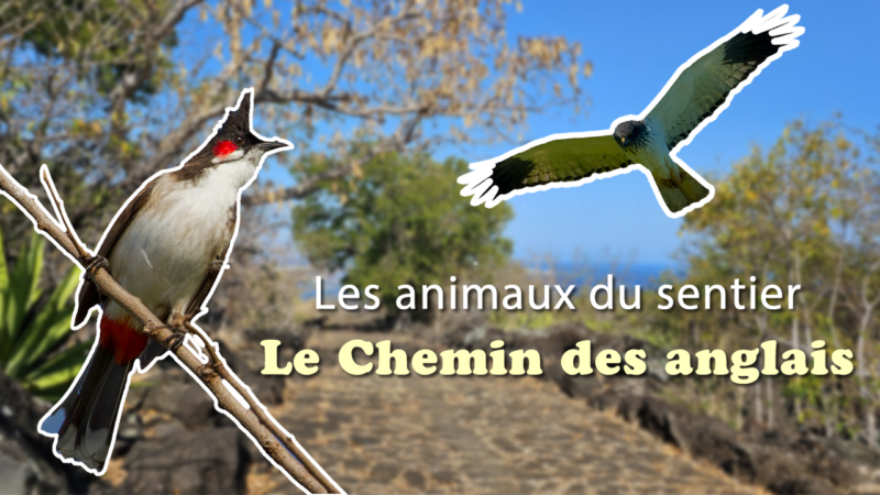 Les animaux du sentier : Le chemin des anglais