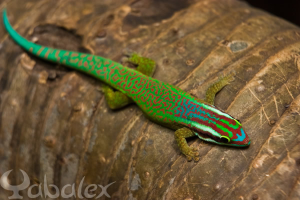 Gecko vert de Manapany - photo Yabalex